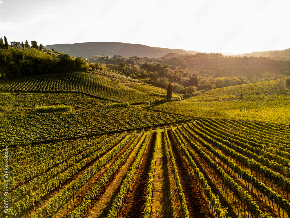Fototapeta premium Sunlit vineyard landscape with rolling green hills and distant mountains, capturing the beauty of rural agriculture at sunset. Italy Tuscany