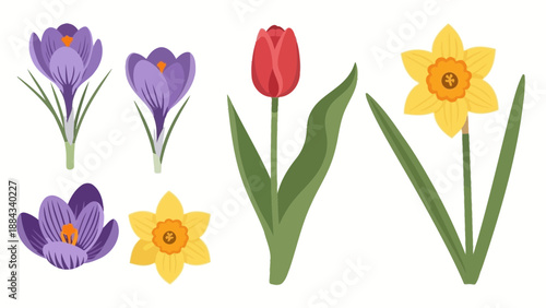Spring Flowers Crocus Tulip and Daffodil Illustration.