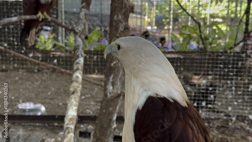 Bald Eagle with White Head Perched at Zoo