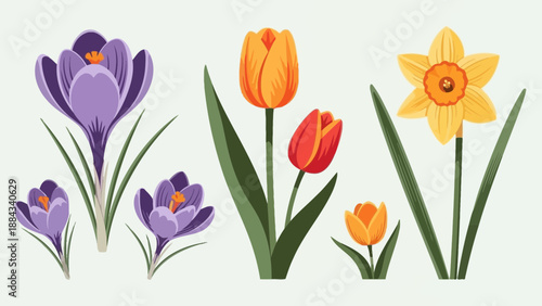 Spring Flowers Crocuses Tulips and Daffodils in Full Bloom.