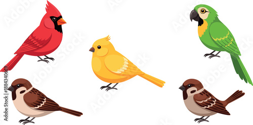 Colorful cartoon bird vector set with cardinal, canary, parrot and sparrow for nature design