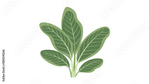 Beautiful illustration of a leafy green plant with multiple stems and textured foliage isolated against a clean white background for design.