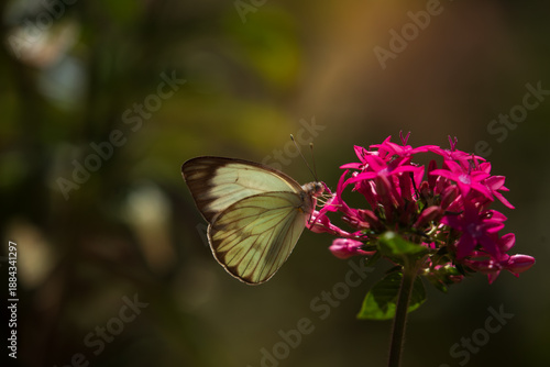 Luminous butterfly on pink flower. Vibrant garden scene. Large southern white butterfly, Ascia monuste.