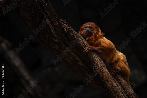 Golden lion tamarin, Leontopithecus rosalia on dark background
