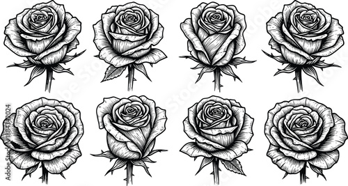Hand drawn rose illustration set, black and white floral sketches, vintage botanical flowers, engraving style design, tattoo art collection