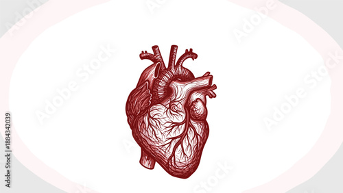 Detailed anatomical illustration of a human heart showing arteries and veins for medical study and healthcare education purposes.