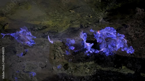 The blue flame of Kava-Ijen volcano burns on the dark earth, creating a stunning display of sulfuric gases at night. Java, Indonesia. Close-up of the famous blue flame phenomenon in the crater of Ijen