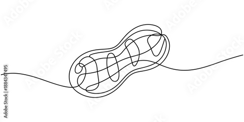 Peanut simple vector drawing. One continuous line art border, background, label design, Peanuts Drawing, One continuous line drawing of whole healthy organic peanut for snack product logo identity.