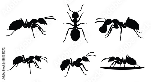 A collection of black silhouette ant illustrations on a white background