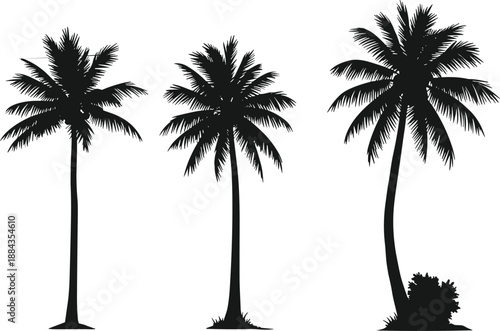 Palm tree silhouettes set, tropical coconut palms with detailed fronds, summer beach nature icons, minimalist black flat vector illustration collection