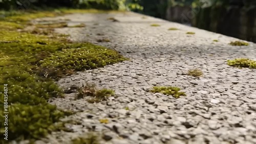Wallpaper Mural Observing Moss Growing on a Weathered Concrete Edge in Quiet Outdoor Scene Torontodigital.ca