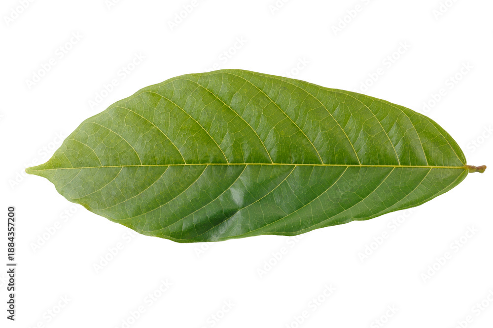 Obraz premium green cocoa leaf isolated on a white background