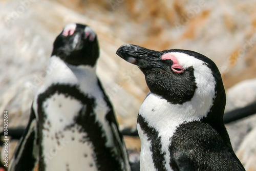 Foto African Penguins, seen here at Stony Point breeding colony in South Africa, are critically endangered