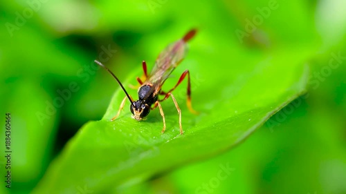 Wallpaper Mural 한국,곤충,맵시벌,벌,Korea, Insects, Magic Bees, Bees Torontodigital.ca