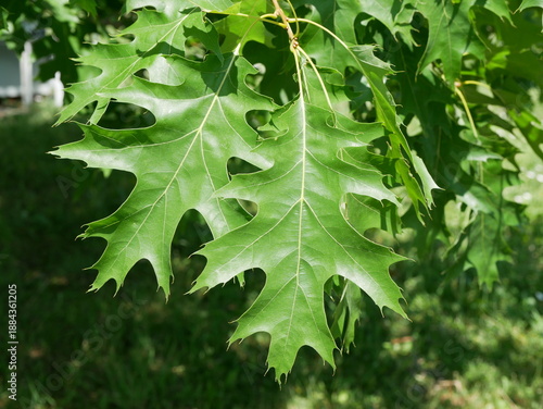 Canvas-taulu Fresh Green Leaves of Northern Red Oak (Quercus rubra) in Early Summer