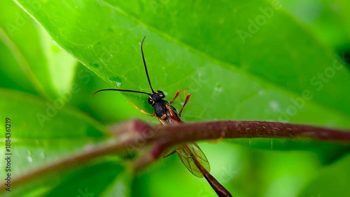 Wallpaper Mural 한국,곤충,맵시벌,벌,Korea, Insects, Magic Bees, Bees Torontodigital.ca