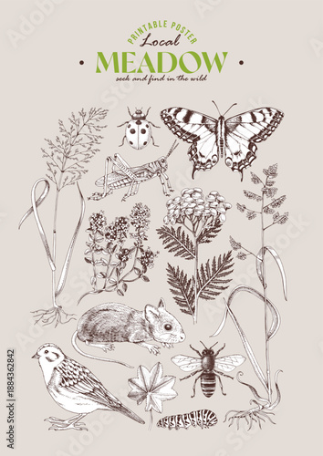 Meadow ecosystem hand drawn vector poster