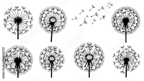 Collection of black and white illustrations of dandelions in various stages of bloom and seed dispersal against a white background.