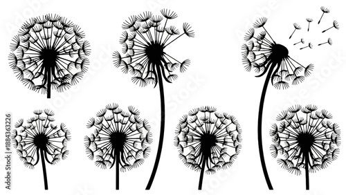 A collection of seven black and white illustrations of dandelions in various stages of bloom and seed dispersal, set against a white background.
