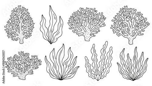 A detailed black and white illustration showcasing a variety of coral and seaweed species, presented in a clean, graphic style.