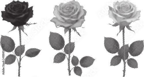 Three roses in grayscale a study of color and floral beauty