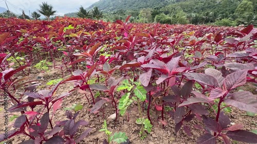 Clearly defined stems and leaves of red amaranth rise from orderly rows, with the surrounding field extending naturally behind the plants. Leafy vegetables.