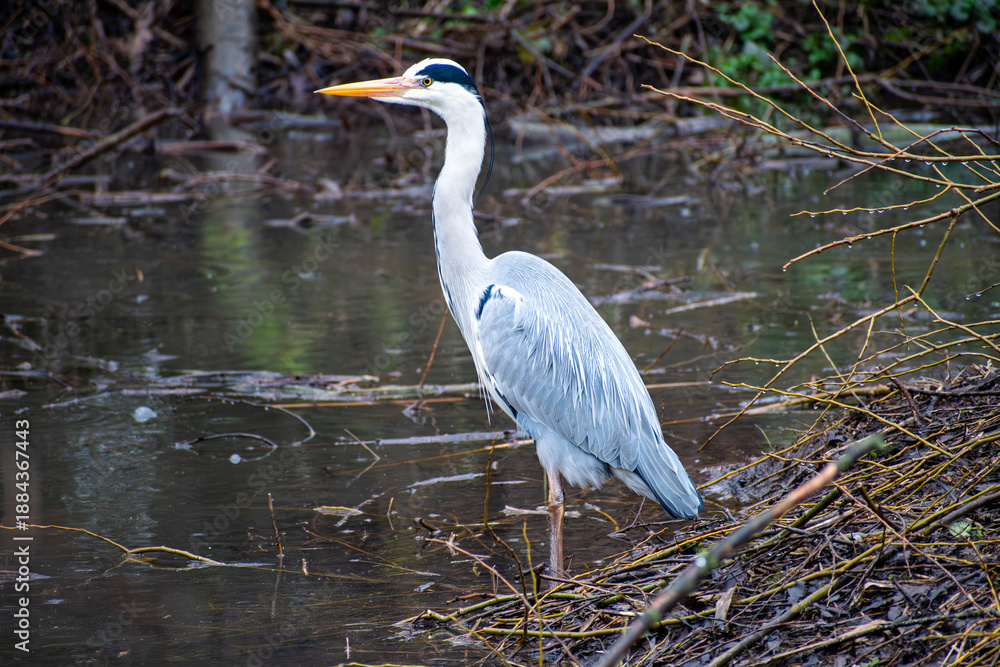 Fototapeta premium A beautiful Grey Heron fishing at Iremongers Pond in Nottingham, UK.