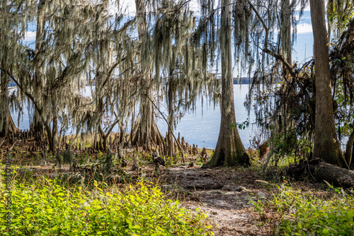 palm point park, newnans lake, alachua county, gainesville, florida,