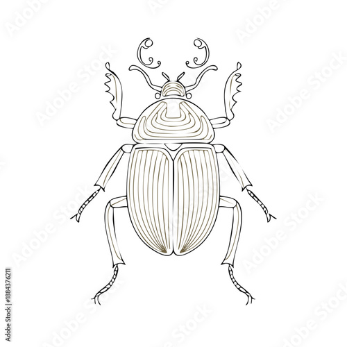 Line art illustration of a beetle with ornate antennae and detailed wing casings, isolated on white background