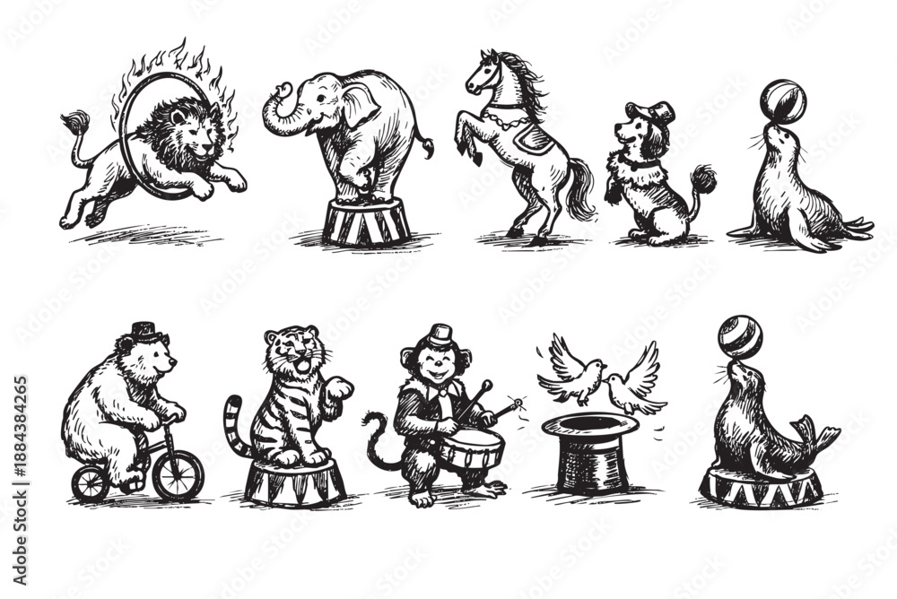 Fototapeta premium A vintage-style illustration featuring various circus animals, including a lion jumping through fire, elephant, horse, bear, tiger, monkey, dog and seals, all in black and white.