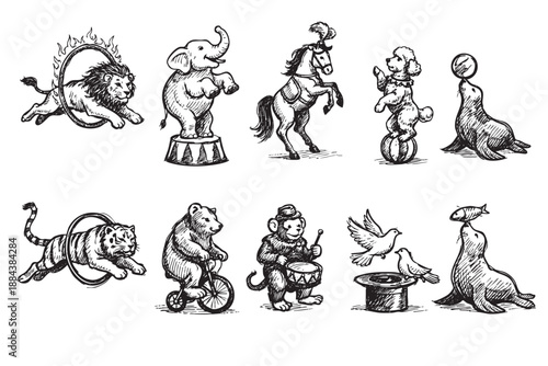 Black and white illustration featuring hand-drawn circus animals including a lion, elephant, tiger, bear, seal, monkey, horse and dove. Can be used for banners, posters, or flyers.