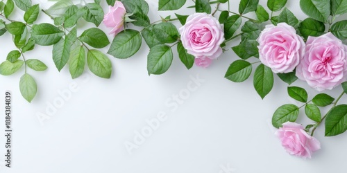 Wallpaper Mural Elegant pink roses and green leaves on white background Torontodigital.ca