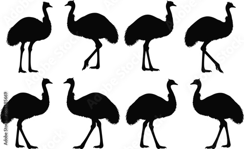 Set of black ostrich silhouettes, wild flightless bird figures standing and walking, African safari wildlife vector illustration, large emu nature animal icons.