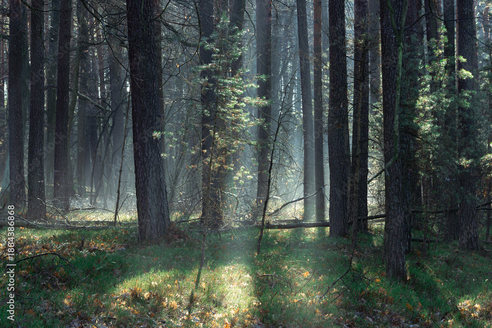 Fototapeta premium Zimowy dzień w wysokim lesie. Na ziemi leżą resztki śniegu. Nad ziemią i wśród drzew unosi się opar mgły. Oświetlające mgłę światło słoneczne tworzy malownicze smugi.
