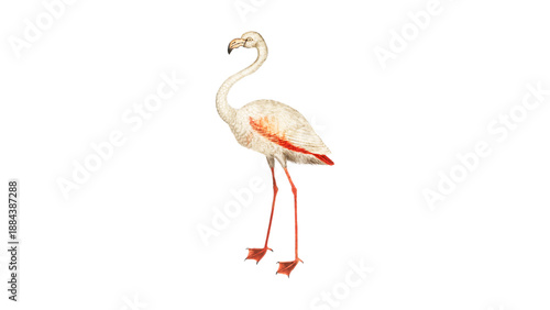 A classic illustration of a soft pink flamingo standing tall with a curved neck and long legs. 