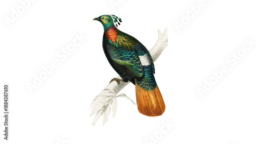 An illustration of the majestic Quetzal bird, showing its emerald green plumage, bright red chest, and exceptionally long, streaming tail feathers