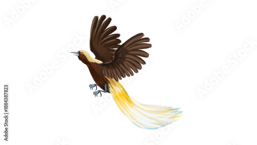 An exotic bird illustration showing wide brown wings and long, flowing golden-yellow tail feathers, captured in a dynamic display pose.