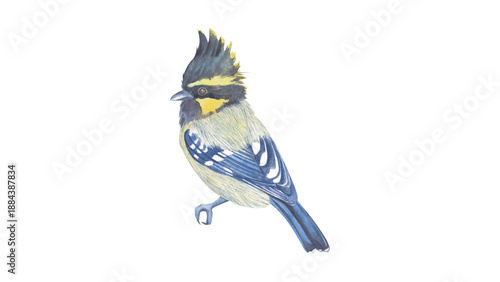 An artistic depiction of a bird with a distinct pointed crest, featuring a blend of blue, yellow, and greyish feathers, rendered in a naturalistic style.