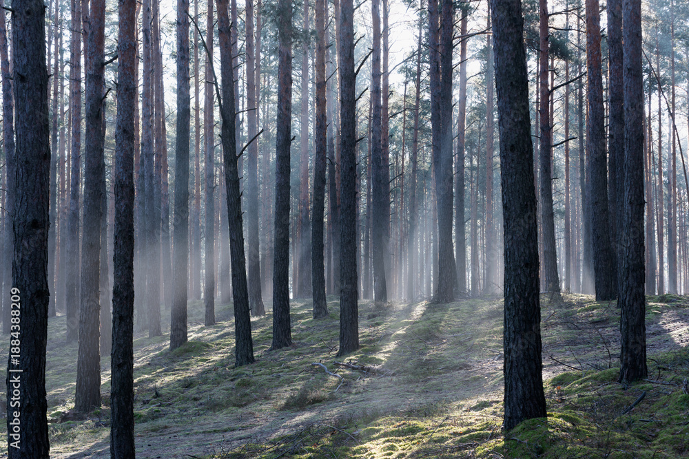 Fototapeta premium Zimowy dzień w wysokim lesie. Na ziemi leżą resztki śniegu. Nad ziemią i wśród drzew unosi się opar mgły. Oświetlające mgłę światło słoneczne tworzy malownicze smugi.