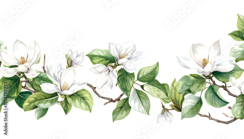 Delicate white magnolia flowers and green leaves on branches in a illutrastion transparent background