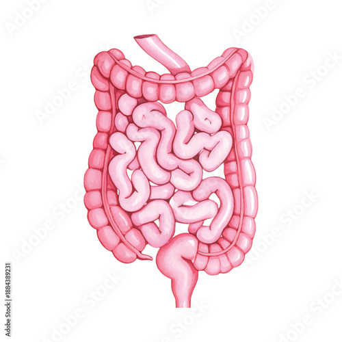Detailed watercolor of human intestines and colon in pink hues on illutrastion transparent background