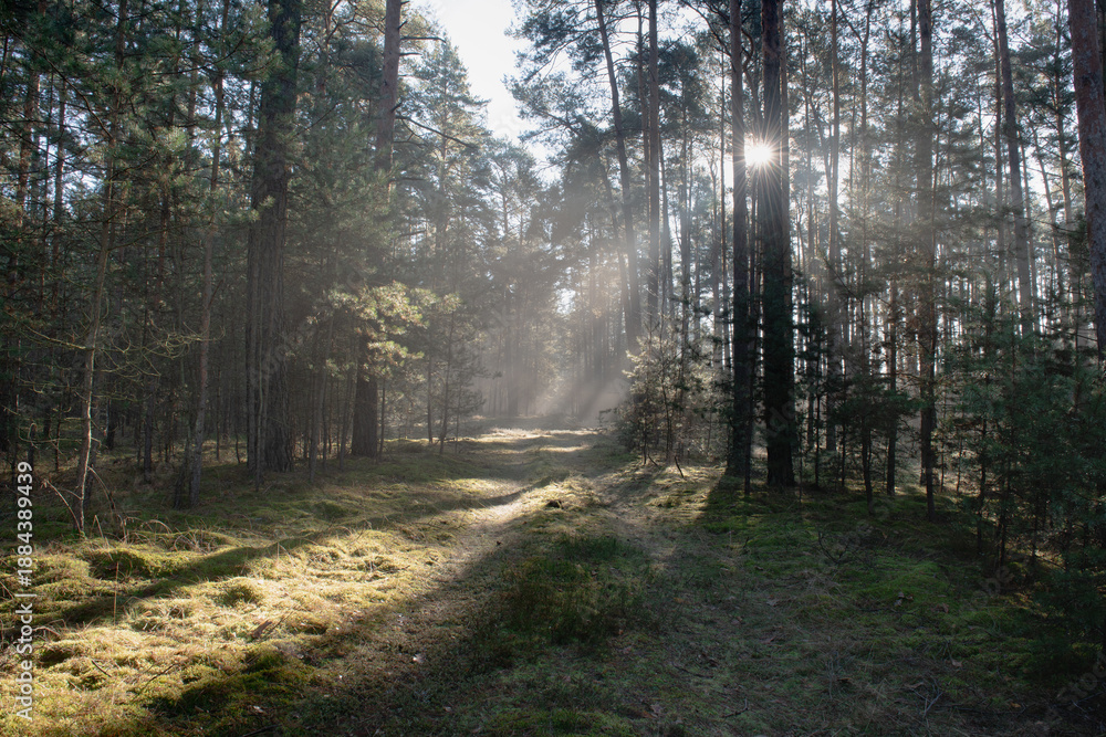 Fototapeta premium Leśna droga w sosnowym lesie. Jest zimowy, słoneczny dzień. Między drzewami i nad drogą unosi się mgła oświetlana słonecznym światłem.