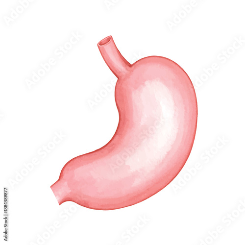 Watercolor of a human stomach organ in a soft pink hue, isolated on illutrastion transparent background