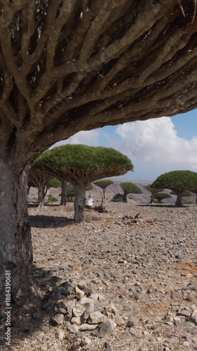 Tracking Shot of Dragon's Blood Trees in Socotra, Yemen, Highlighting Their Unique Canopy and Rocky Surroundings