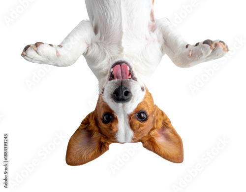 A playful dog upside down with a cheerful expression, showcasing its fun and friendly personality.