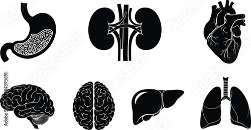 Human internal organs anatomy illustration
