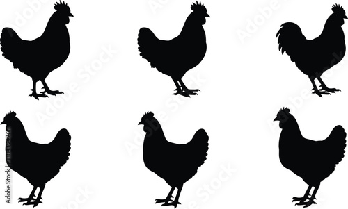 Black rooster and hen silhouettes in various poses on transparent background