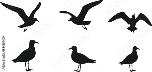 A collection of seagull silhouettes in various flying and standing poses on transparent background