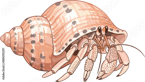 Vector illustration of a cute hermit crab with a pink spotted shell, isolated on white background, for tropical summer beach design projects.