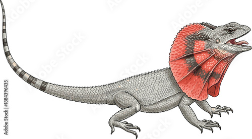 Vector illustration of grey frilled lizard with red neck frill open, standing isolated on white background, wild reptile animal design art graphic.